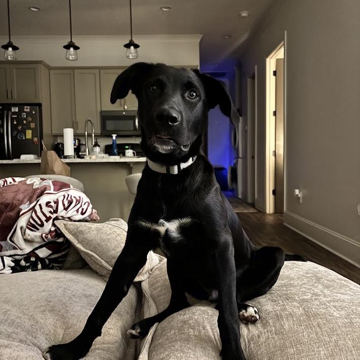 Enlarge Kevin, a Adoptable mixed breed in North Charleston, SC image 6/6
