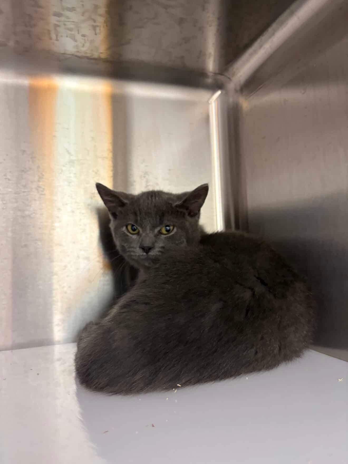 Mario, Adopted, Kitten Male Domestic Short Hair.