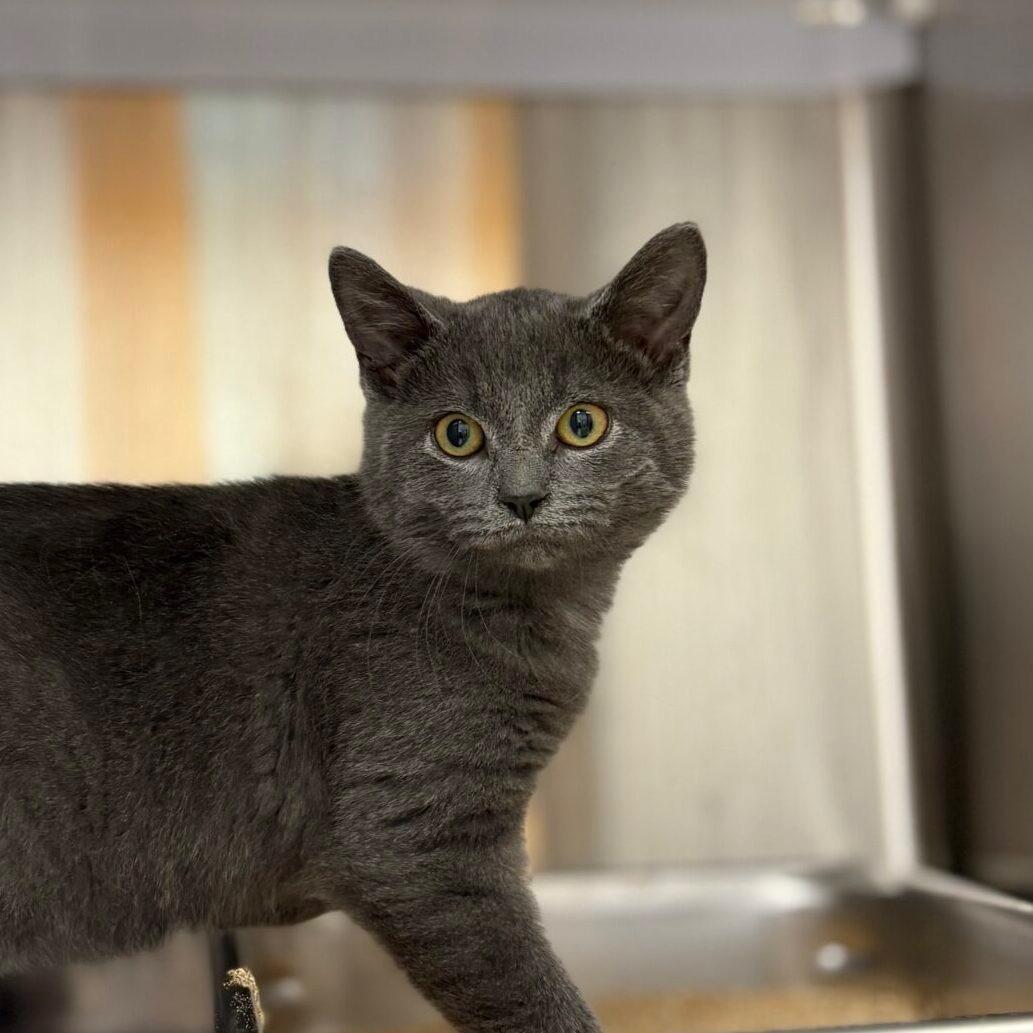 Enlarge Mario, a Adopted Domestic Short Hair in Boucherville, QC image 2/2