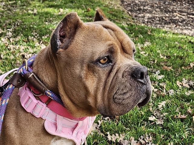 Enlarge DIXIE, a Adoptable mixed breed in Martinez, CA image 1/1