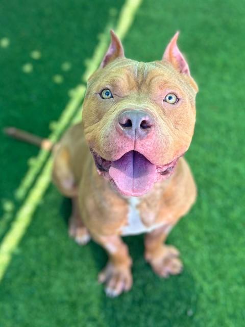 SLIM, Adoptable, Young Male Pit Bull Terrier & Mixed Breed.