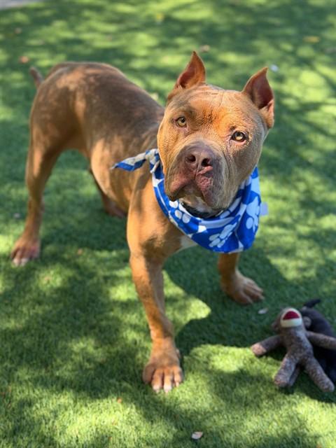 SLIM, Adoptable, Young Male Pit Bull Terrier & Mixed Breed.