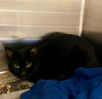 179735 McChubby (Off Site Foster)