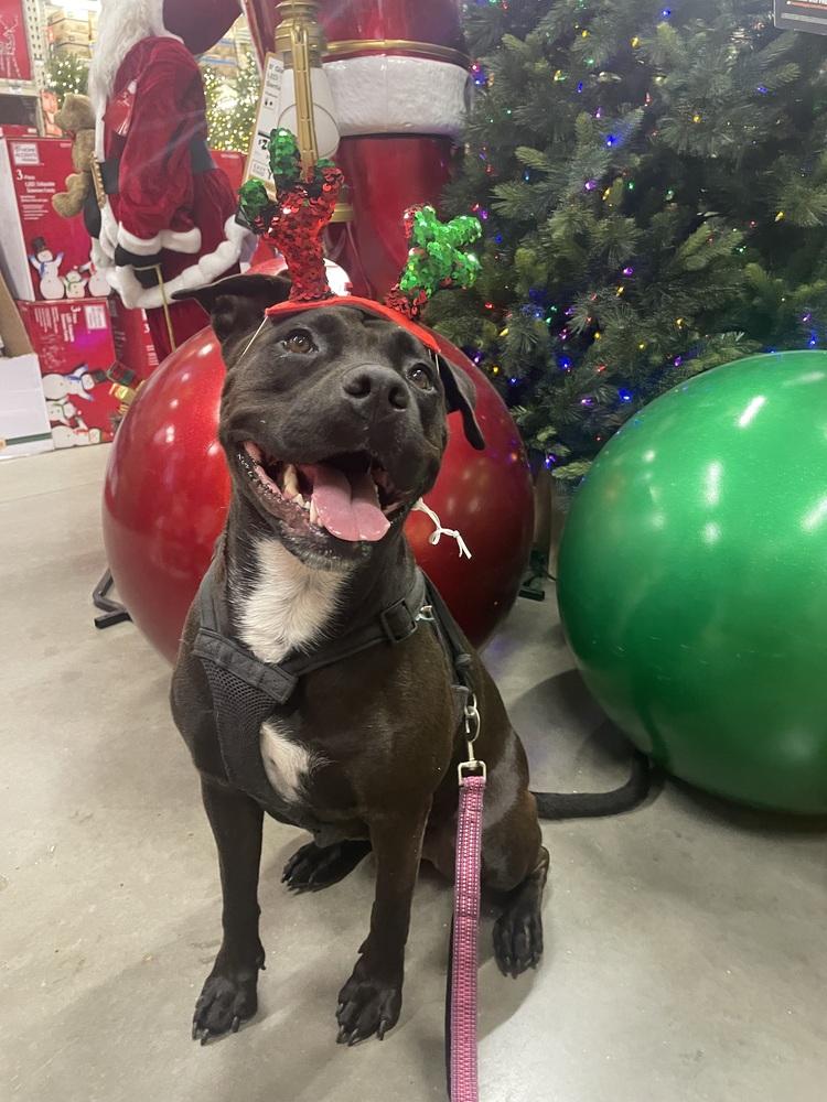 Sweetie, Adoptable, Young Female Pit Bull Terrier & Rottweiler.