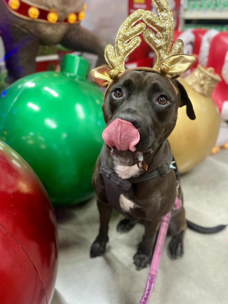 Sweetie, Adoptable, Young Female Pit Bull Terrier & Rottweiler.