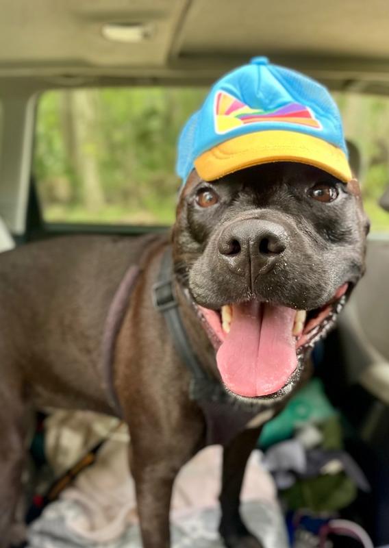 Sweetie, a Adoptable mixed breed in Saint Augustine, FL image 4/6