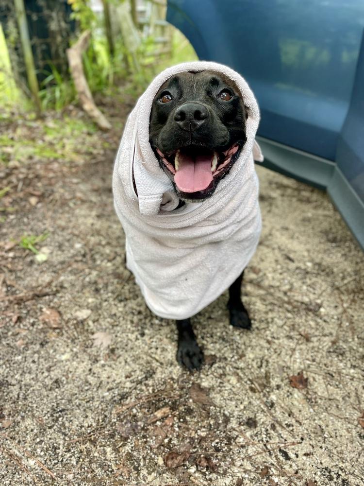 Sweetie, a Adoptable mixed breed in Saint Augustine, FL image 5/6