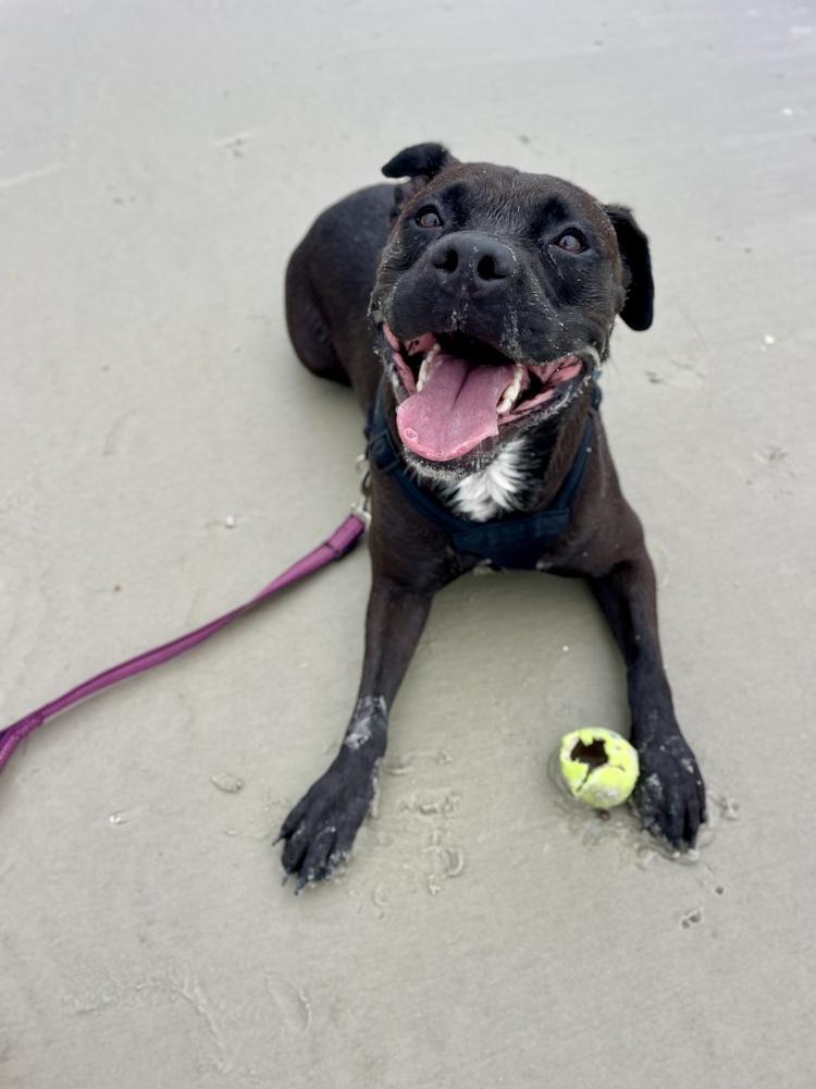 Sweetie, a Adoptable mixed breed in Saint Augustine, FL image 6/6