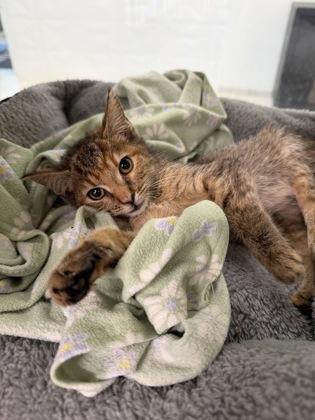 Enlarge Elise, a Adoptable mixed breed in Daphne, AL image 1/3