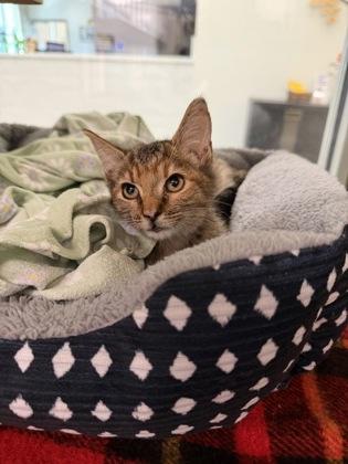 Enlarge Elise, a Adoptable mixed breed in Daphne, AL image 2/3