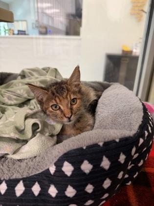Enlarge Elise, a Adoptable mixed breed in Daphne, AL image 3/3