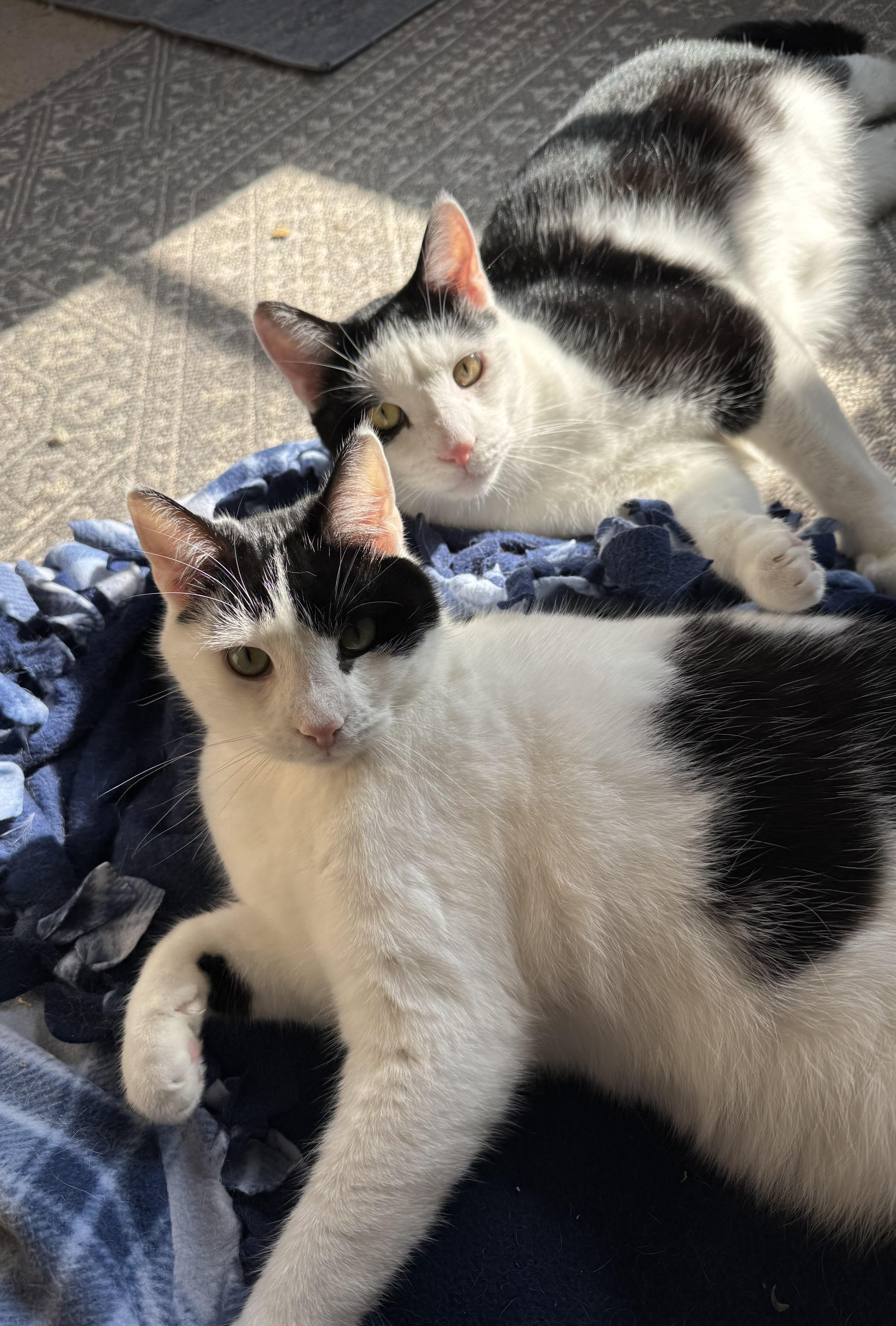 Shawn and Cory - bonded brothers