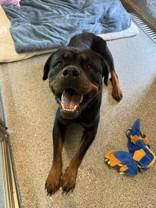 Sasha, ADOPTABLE, Adult Female Rottweiler.