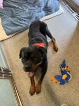 Sasha, a ADOPTABLE Rottweiler in Hamilton, MT image 2/3