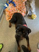 Sasha, a ADOPTABLE Rottweiler in Hamilton, MT image 3/3