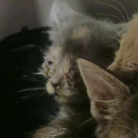 Glue, Adoptable, Young Female Domestic Short Hair.