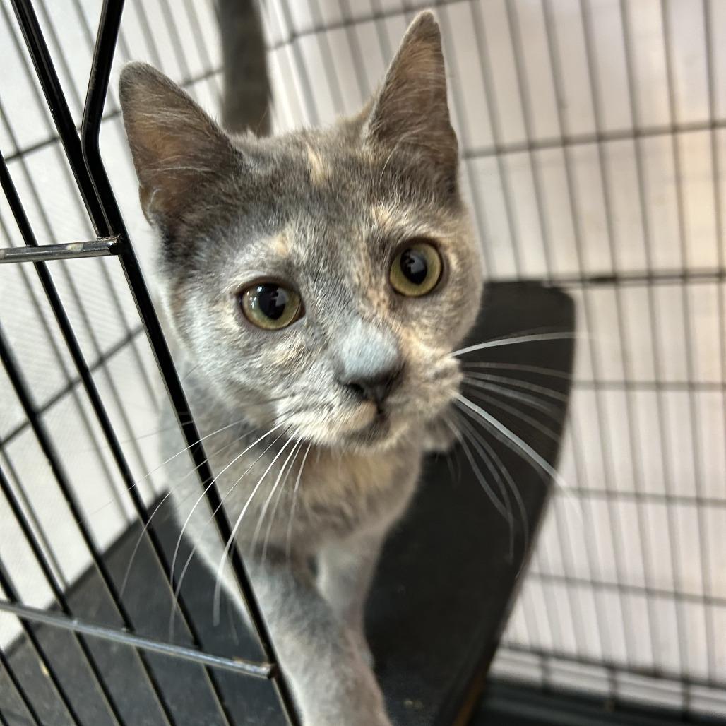 Enlarge Glue, a Adoptable Domestic Short Hair in Branson, MO image 2/6