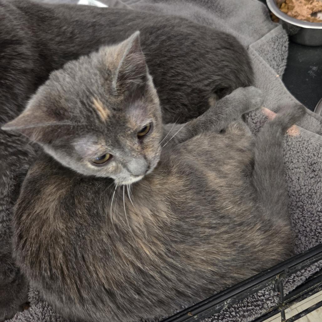 Enlarge Glue, a Adoptable Domestic Short Hair in Branson, MO image 3/6