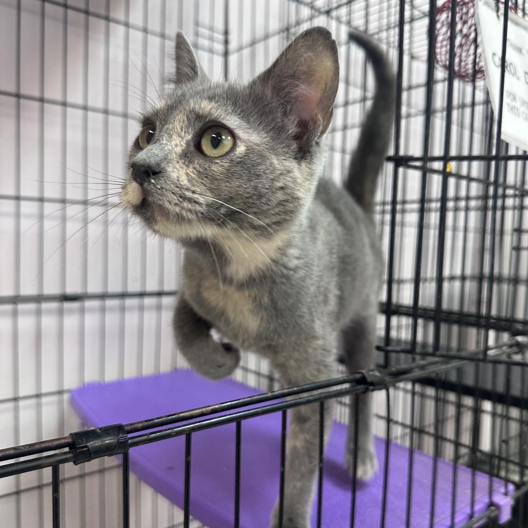 Enlarge Glue, a Adoptable Domestic Short Hair in Branson, MO image 4/6