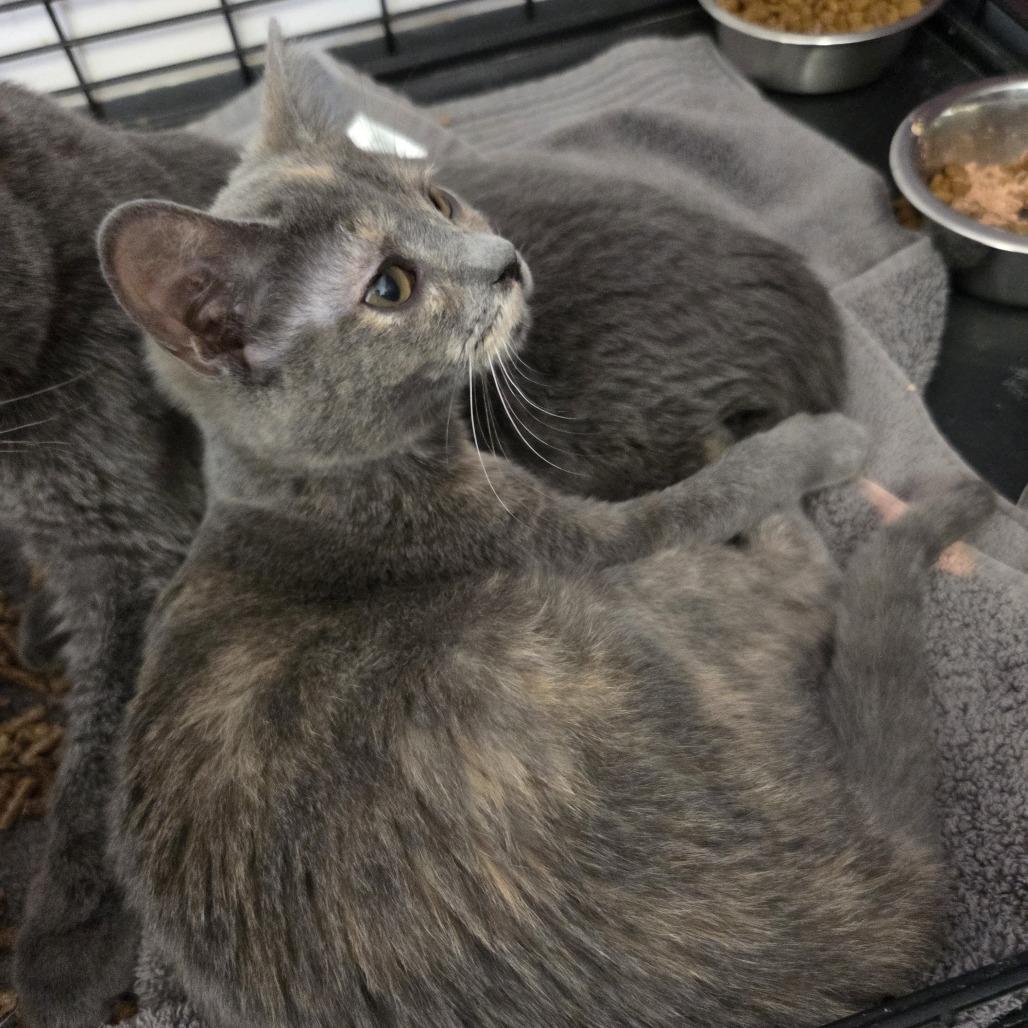 Enlarge Glue, a Adoptable Domestic Short Hair in Branson, MO image 5/6