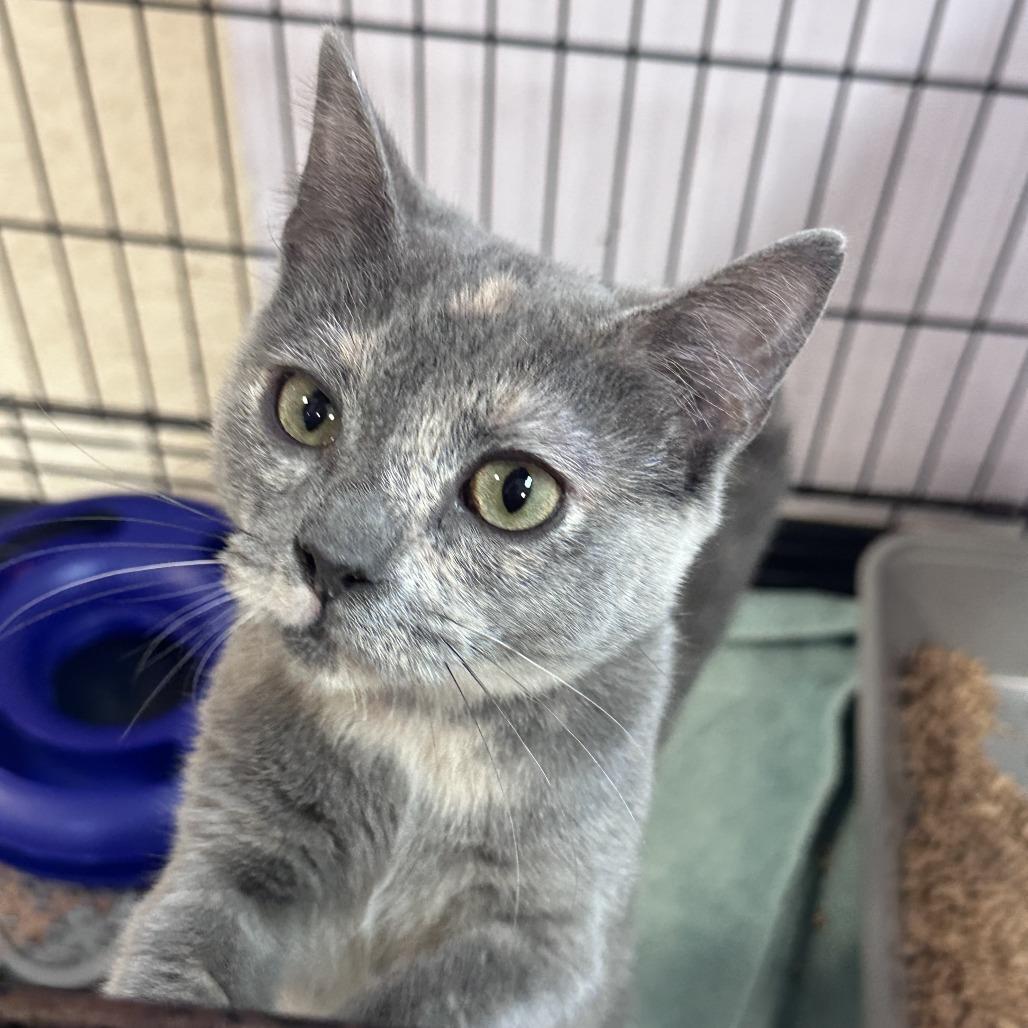 Enlarge Glue, a Adoptable Domestic Short Hair in Branson, MO image 6/6