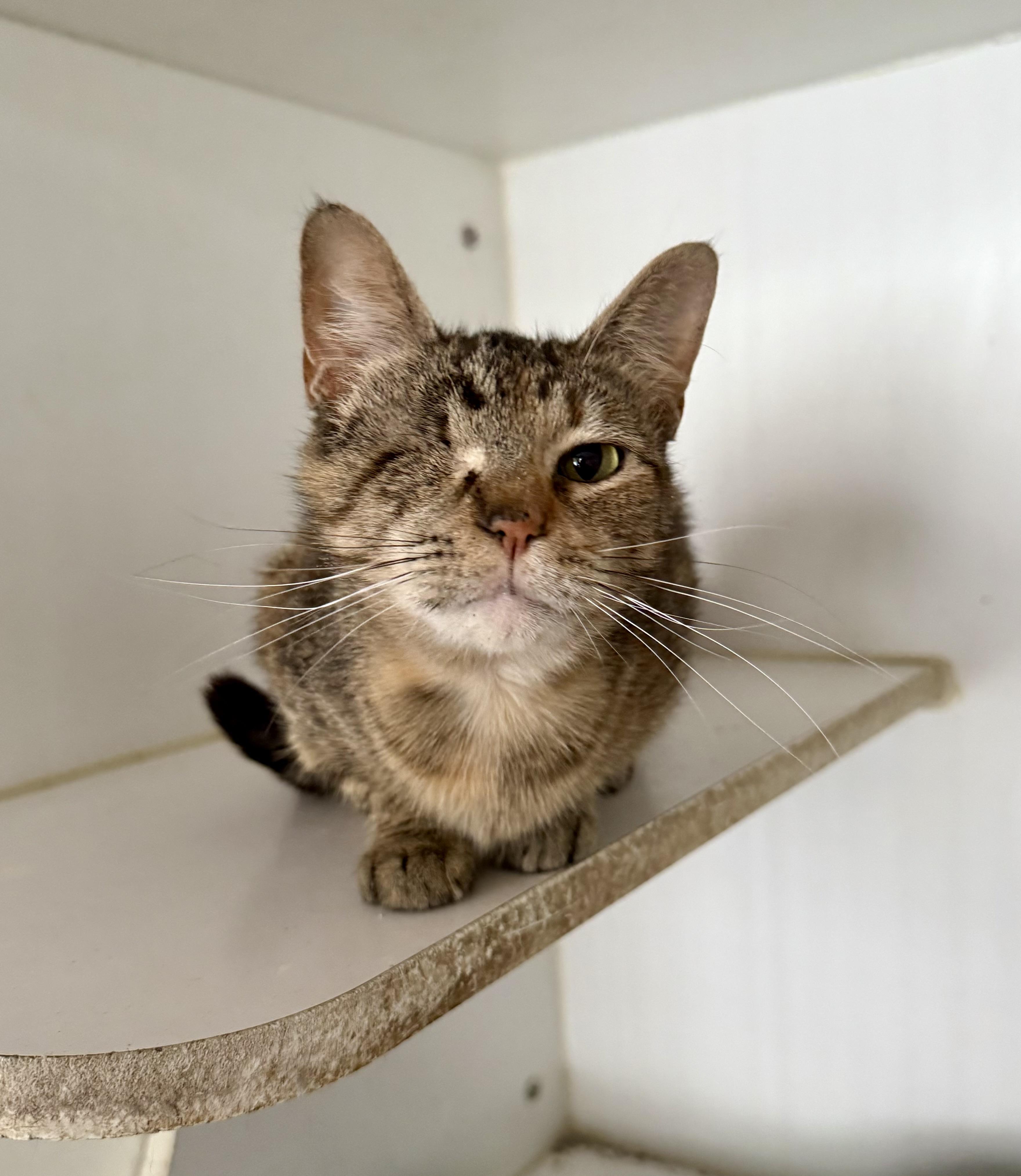 Mimi, ADOPTABLE, Young Female Domestic Short Hair.