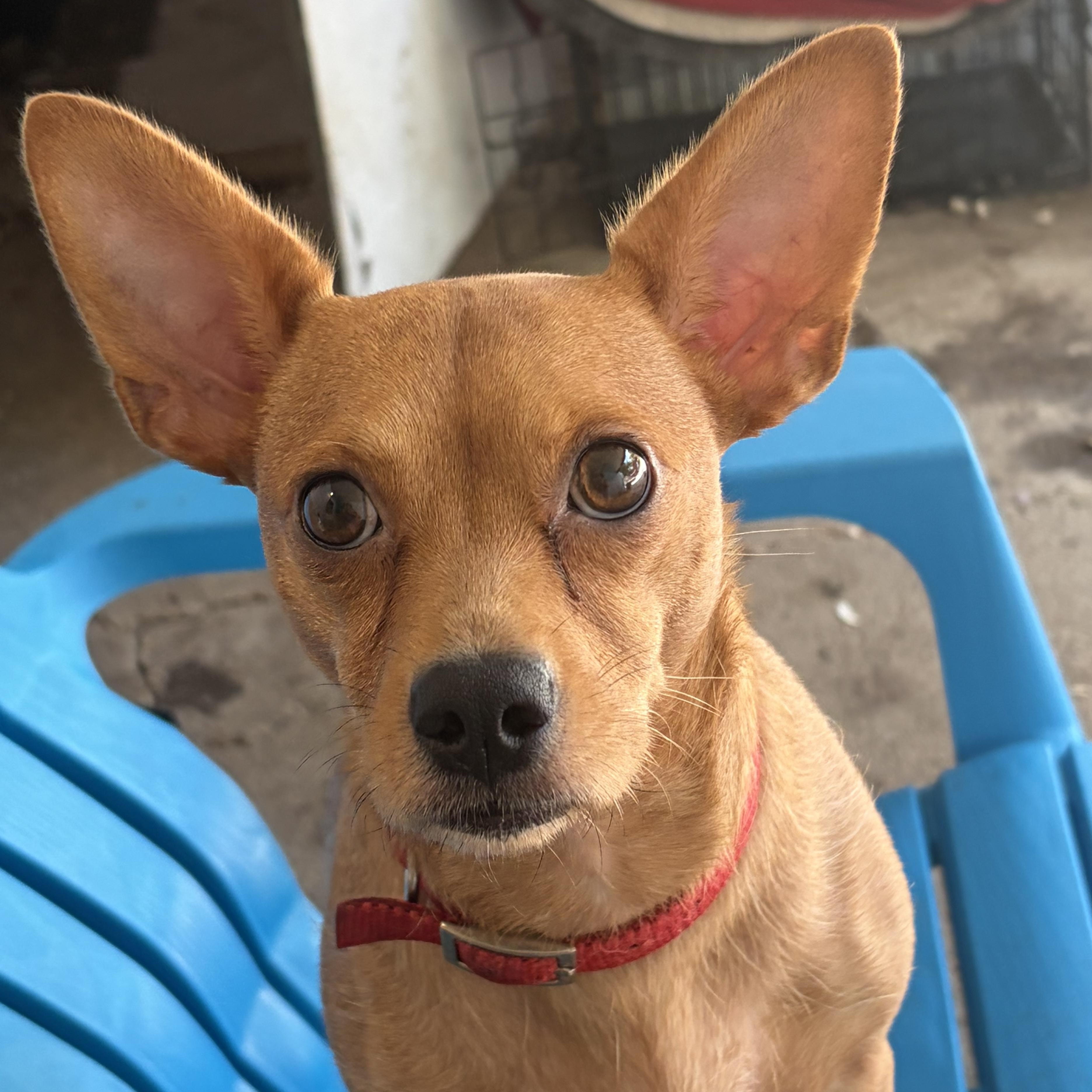 Enlarge Anastasia — As Close to Perfect as They Come, a Adoptable mixed breed in Albany, NY image 3/6