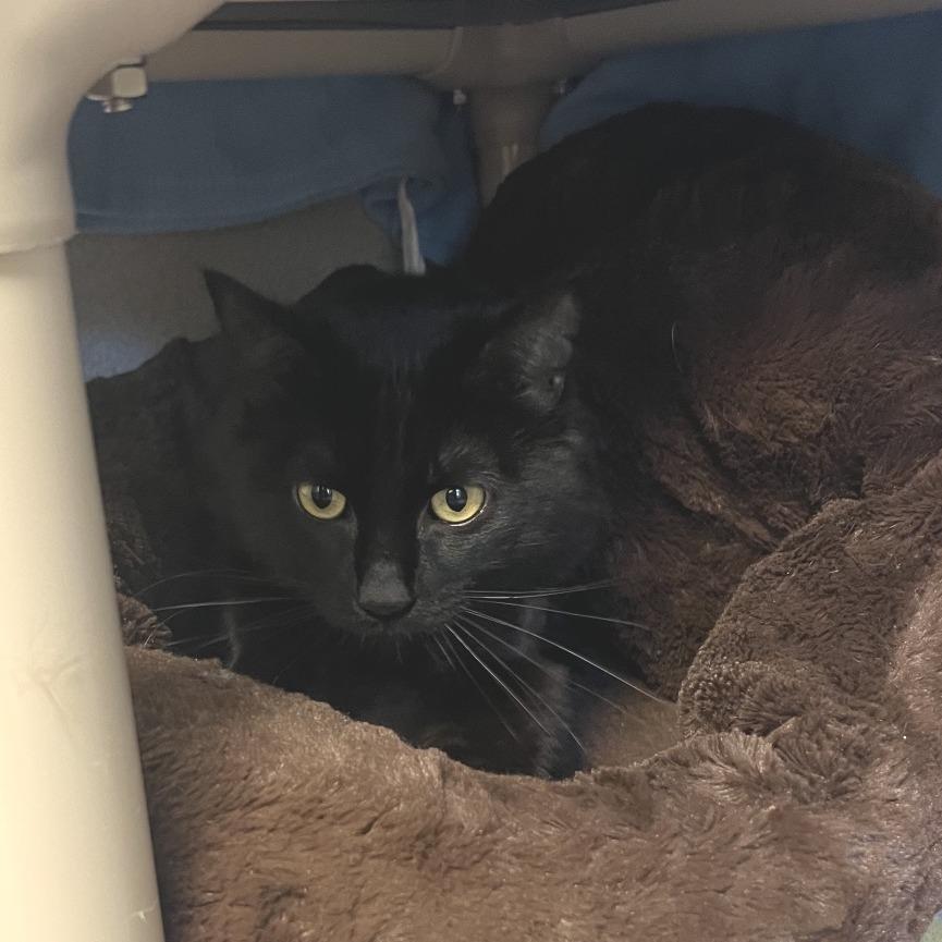 Stink Bug, Adoptable, Adult Female Domestic Medium Hair.