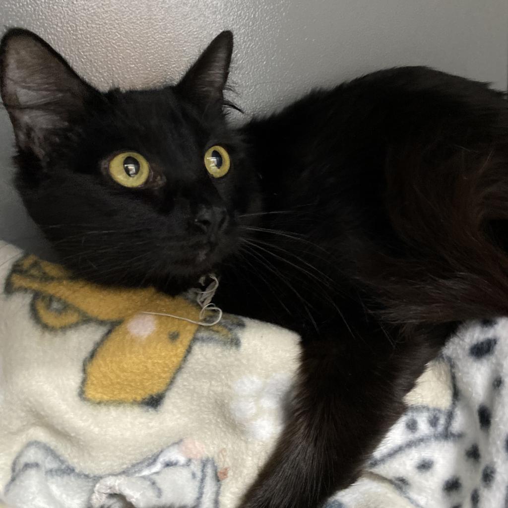 Enlarge Stink Bug, a Adoptable Domestic Medium Hair in Keizer, OR image 3/3