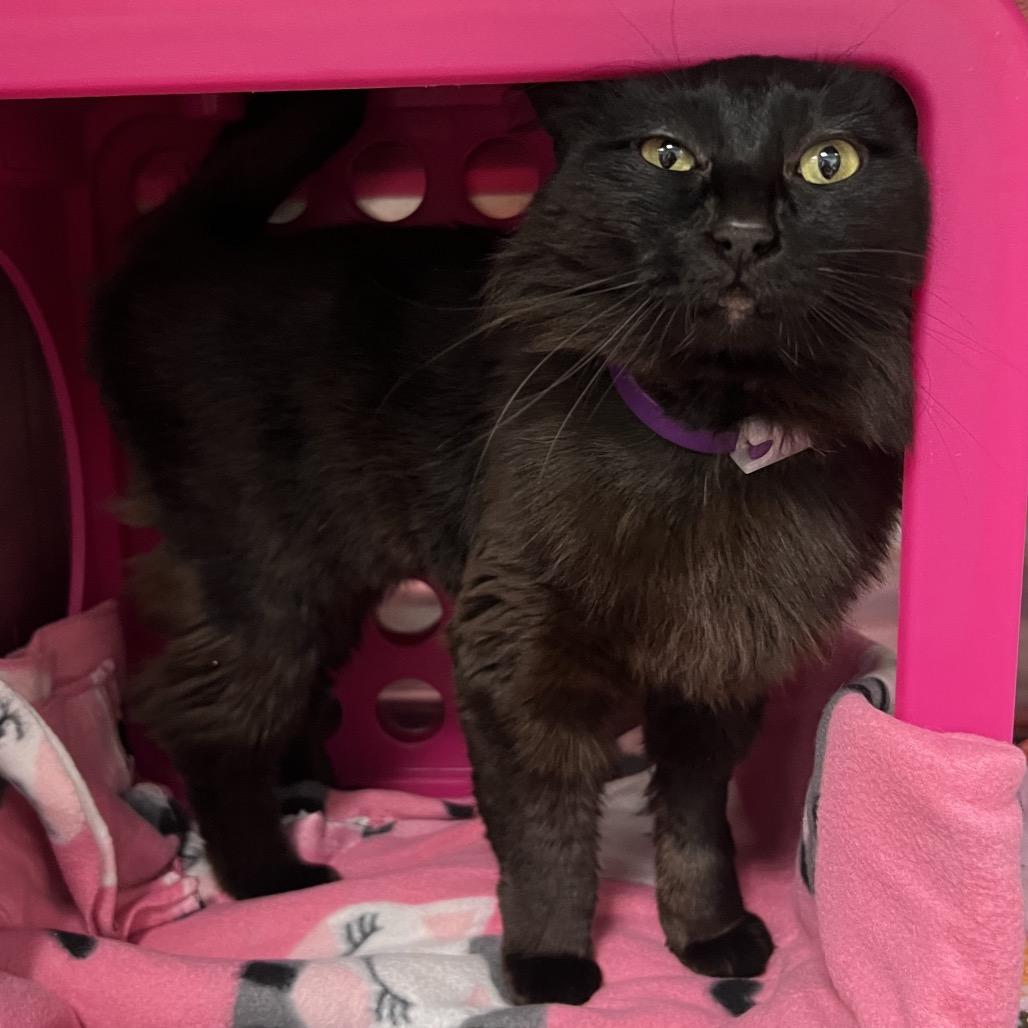 Enlarge Stink Bug, a Adoptable Domestic Medium Hair in Keizer, OR image 4/5