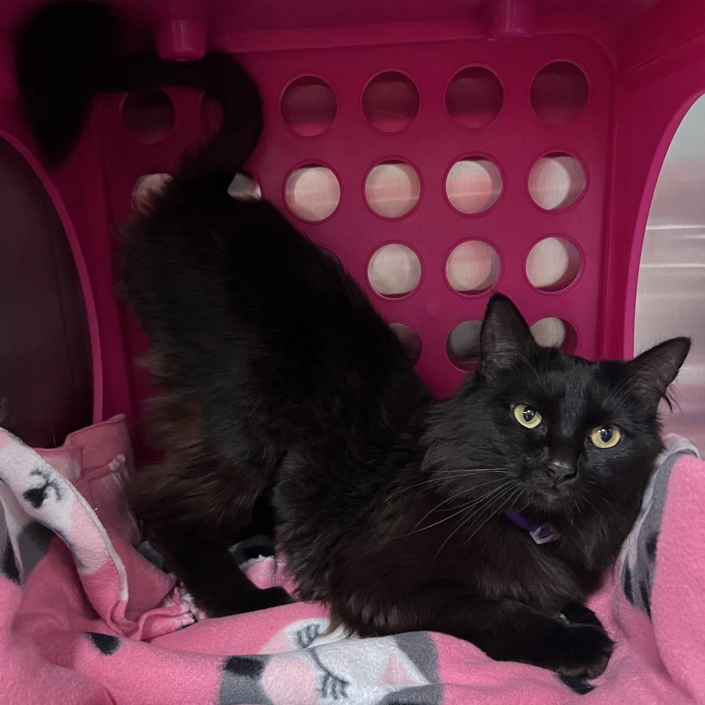 Enlarge Stink Bug, a Adoptable Domestic Medium Hair in Keizer, OR image 5/5