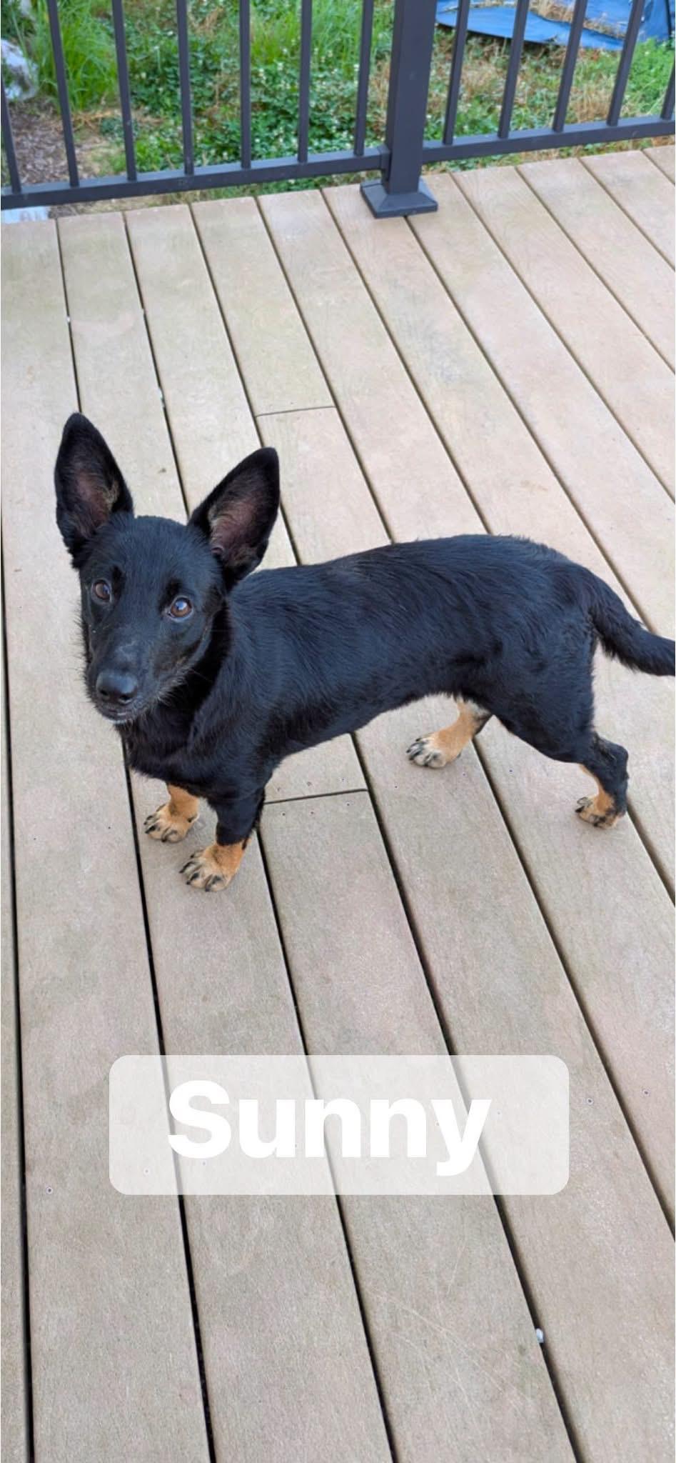 Enlarge Sunny, a Adopted mixed breed in Louisville, KY image 1/1