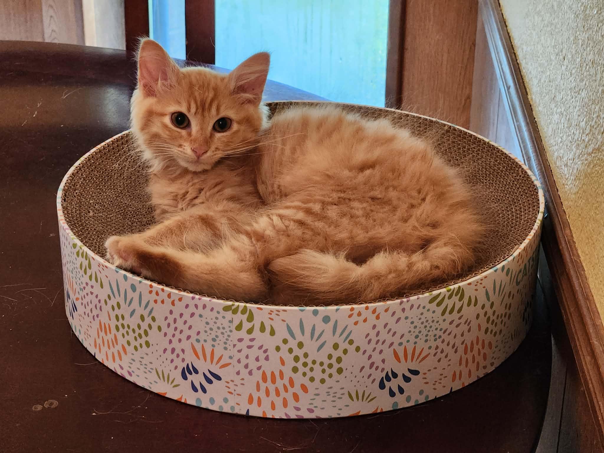Enlarge Sweet Tea, a ADOPTABLE Domestic Medium Hair in Mansfield, TX image 1/1