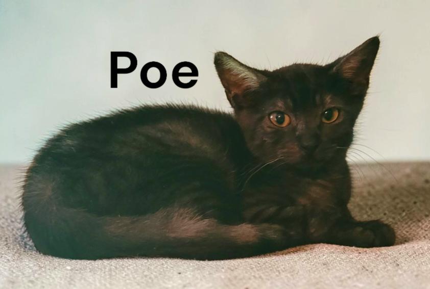 Poe, Adoptable, Kitten Male Tabby.