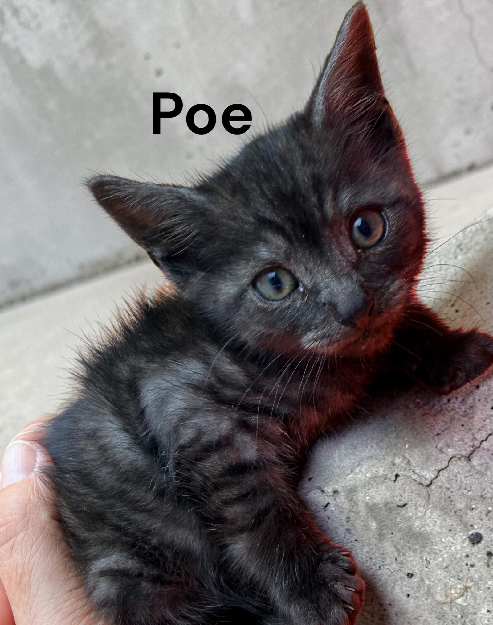 Enlarge Poe, a Adoptable Tabby in Newport News, VA image 3/3