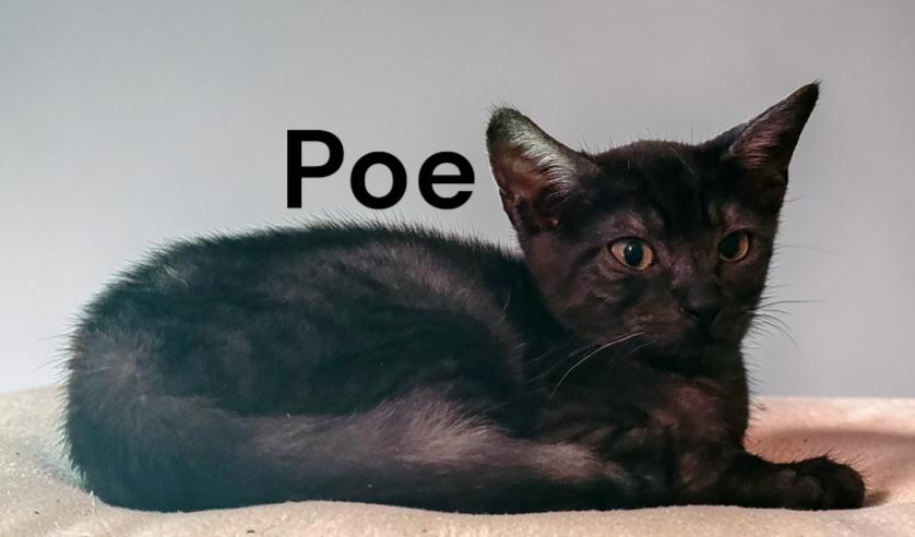 Enlarge Poe, a Adoptable Tabby in Newport News, VA image 2/3