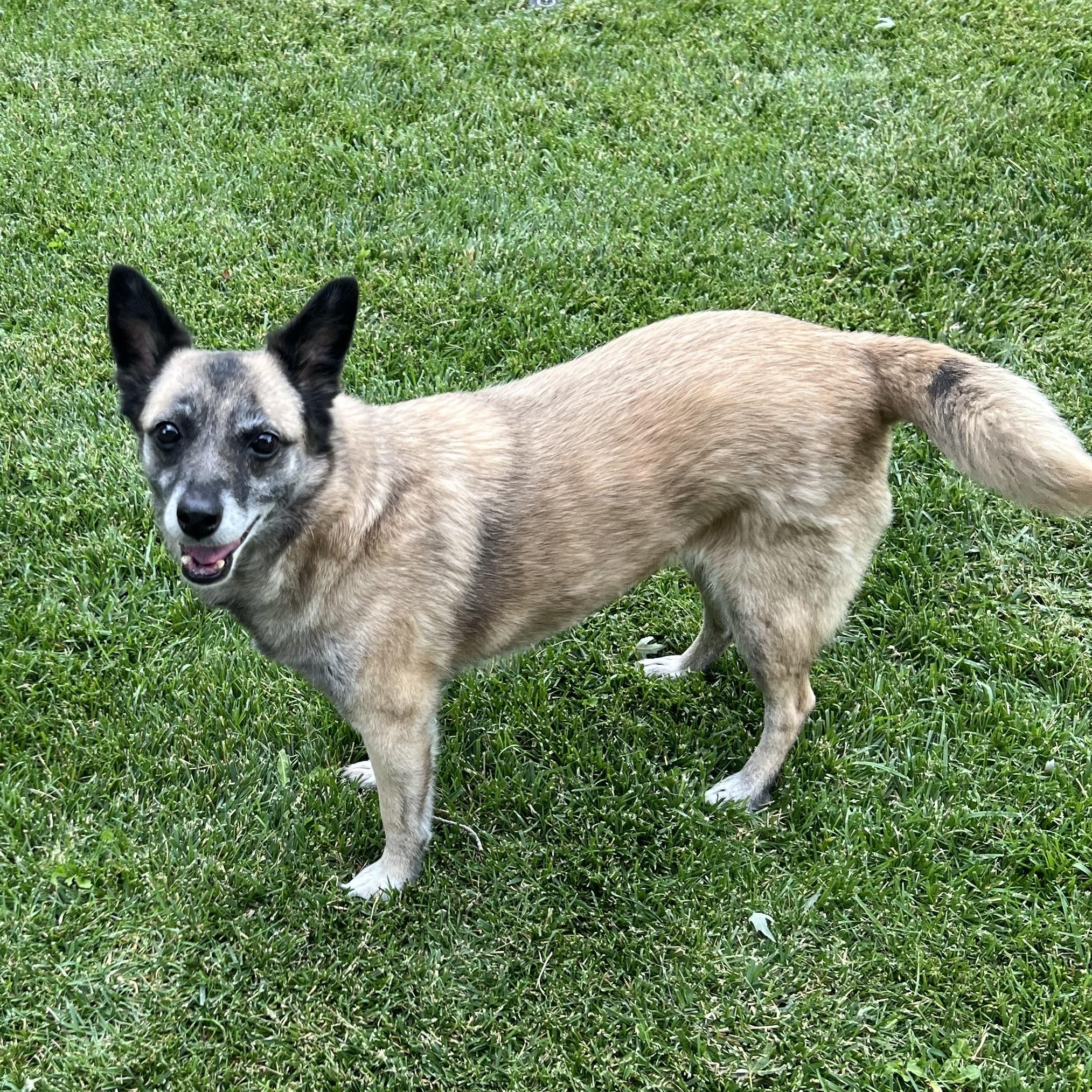 Mariposa, ADOPTABLE, Adult Female Cattle Dog.
