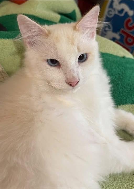 Ginger, a Adoptable mixed breed in Vancouver, WA image 1/6