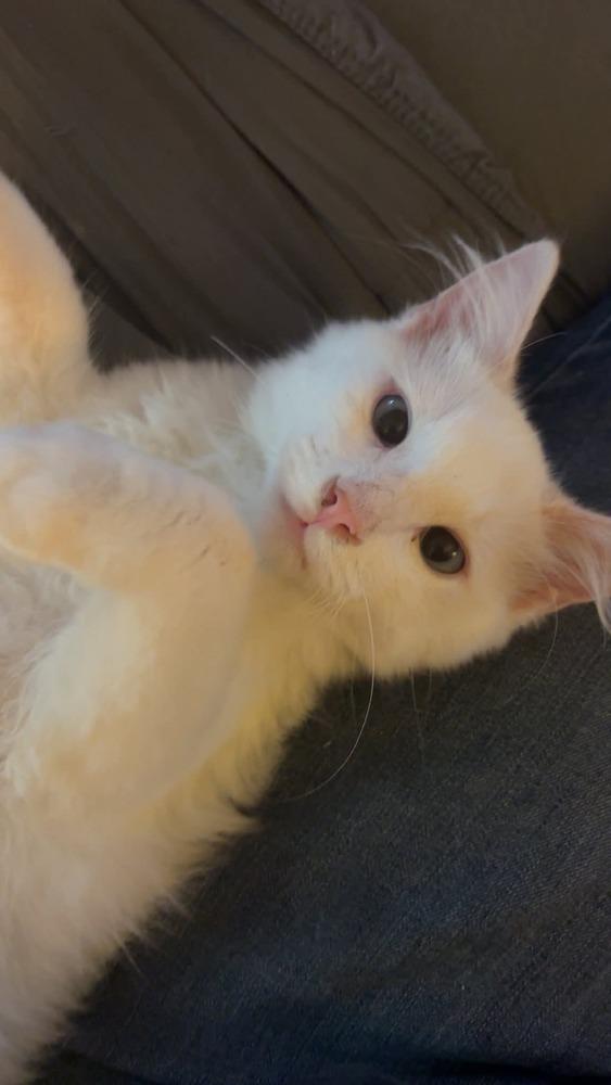 Ginger, a Adoptable mixed breed in Vancouver, WA image 4/6