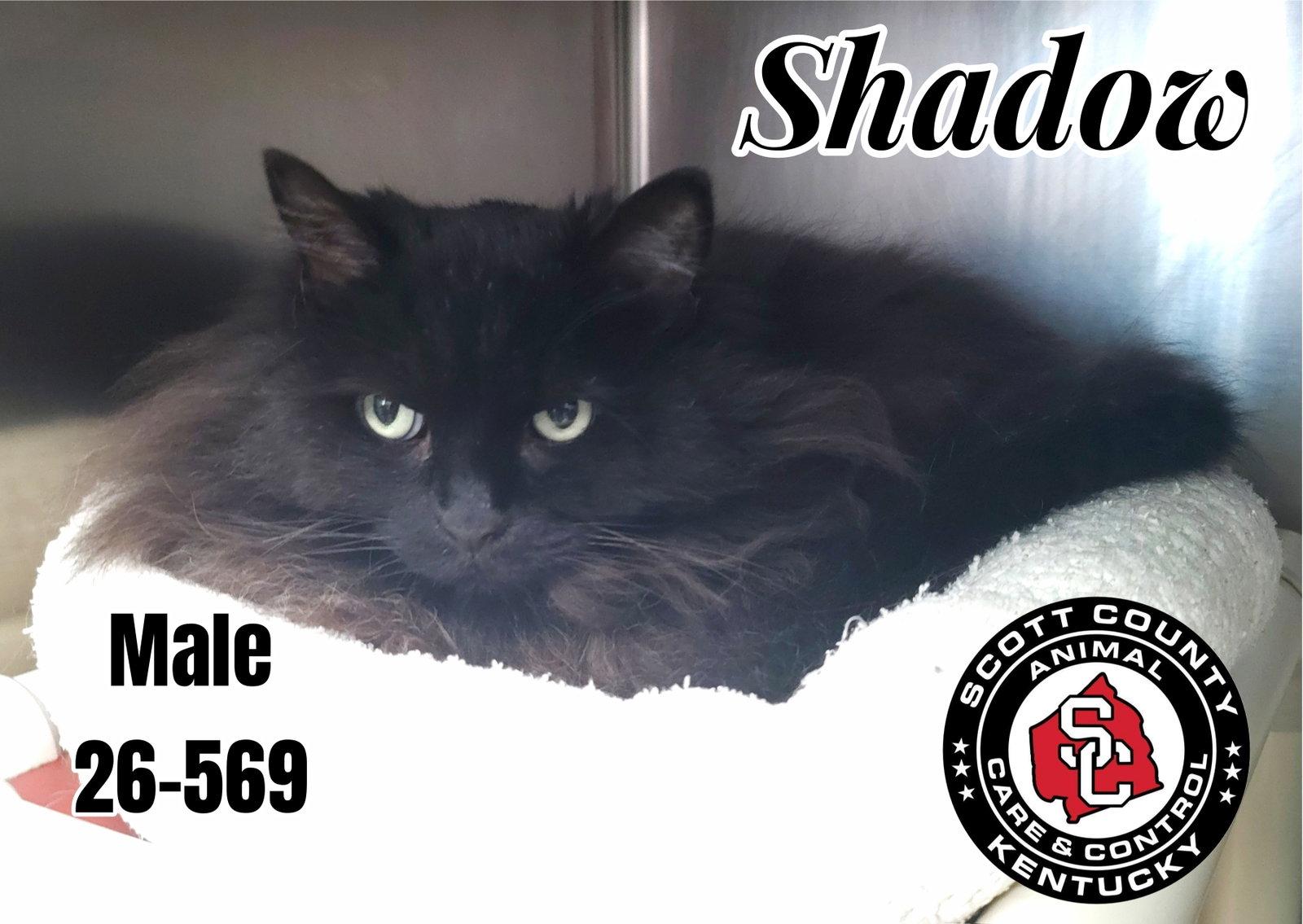 Shadow, Adoptable, Senior Male Domestic Long Hair.