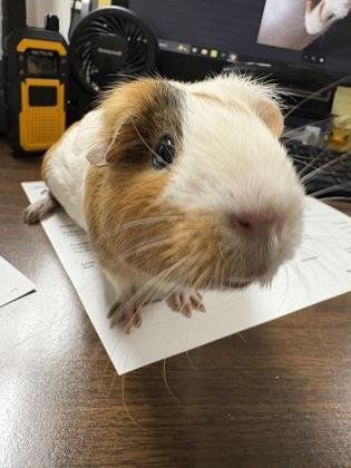 Mary Queen of Scots, Adoptable, Adult Female Guinea Pig & Guinea Pig.