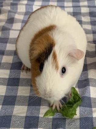 Enlarge Mary Queen of Scots, a Adoptable mixed breed in Lowell, MA image 2/3