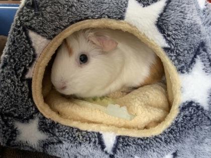 Enlarge Mary Queen of Scots, a Adoptable mixed breed in Lowell, MA image 3/3