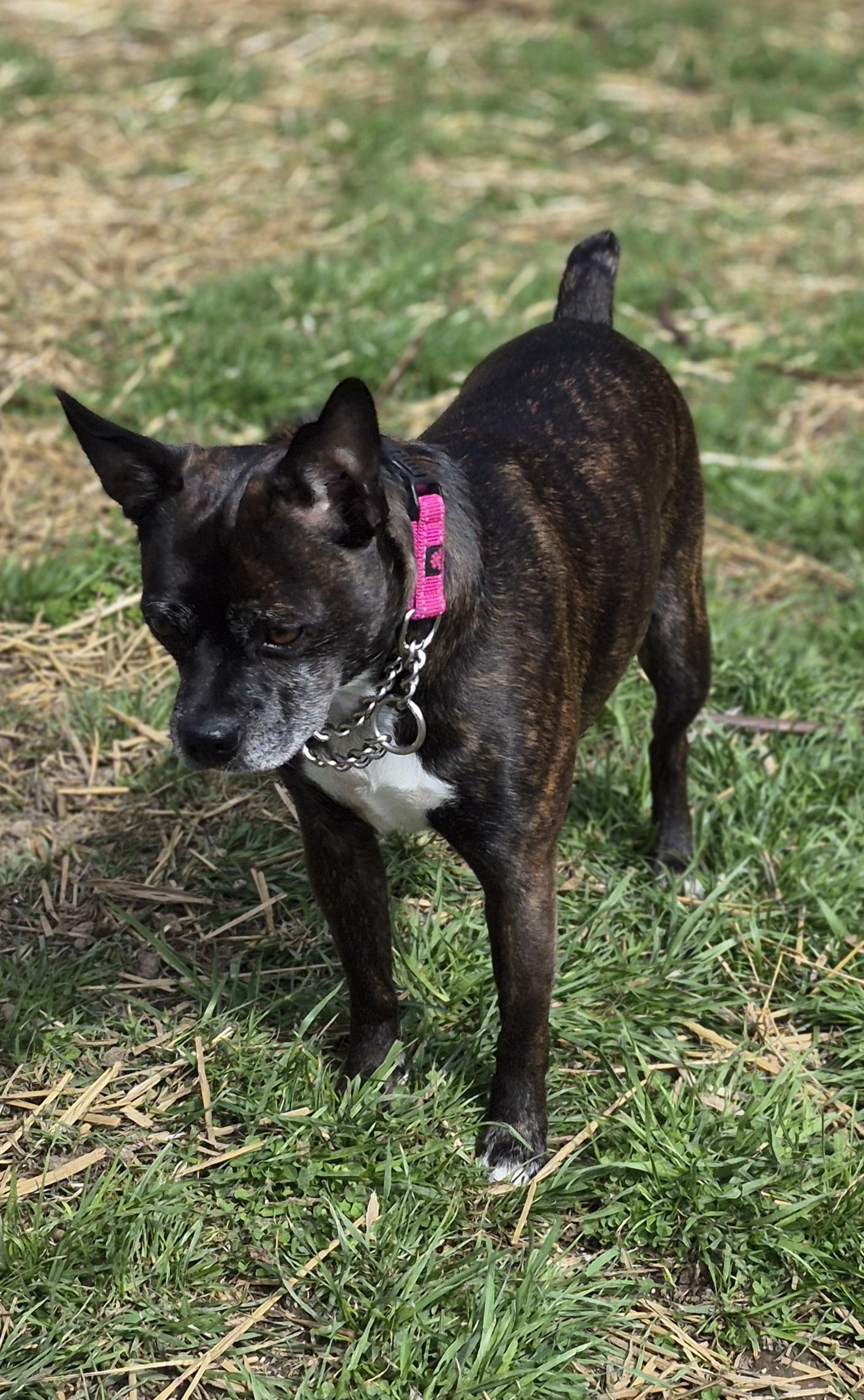Clyde, adopted, Adult Male Boston Terrier.