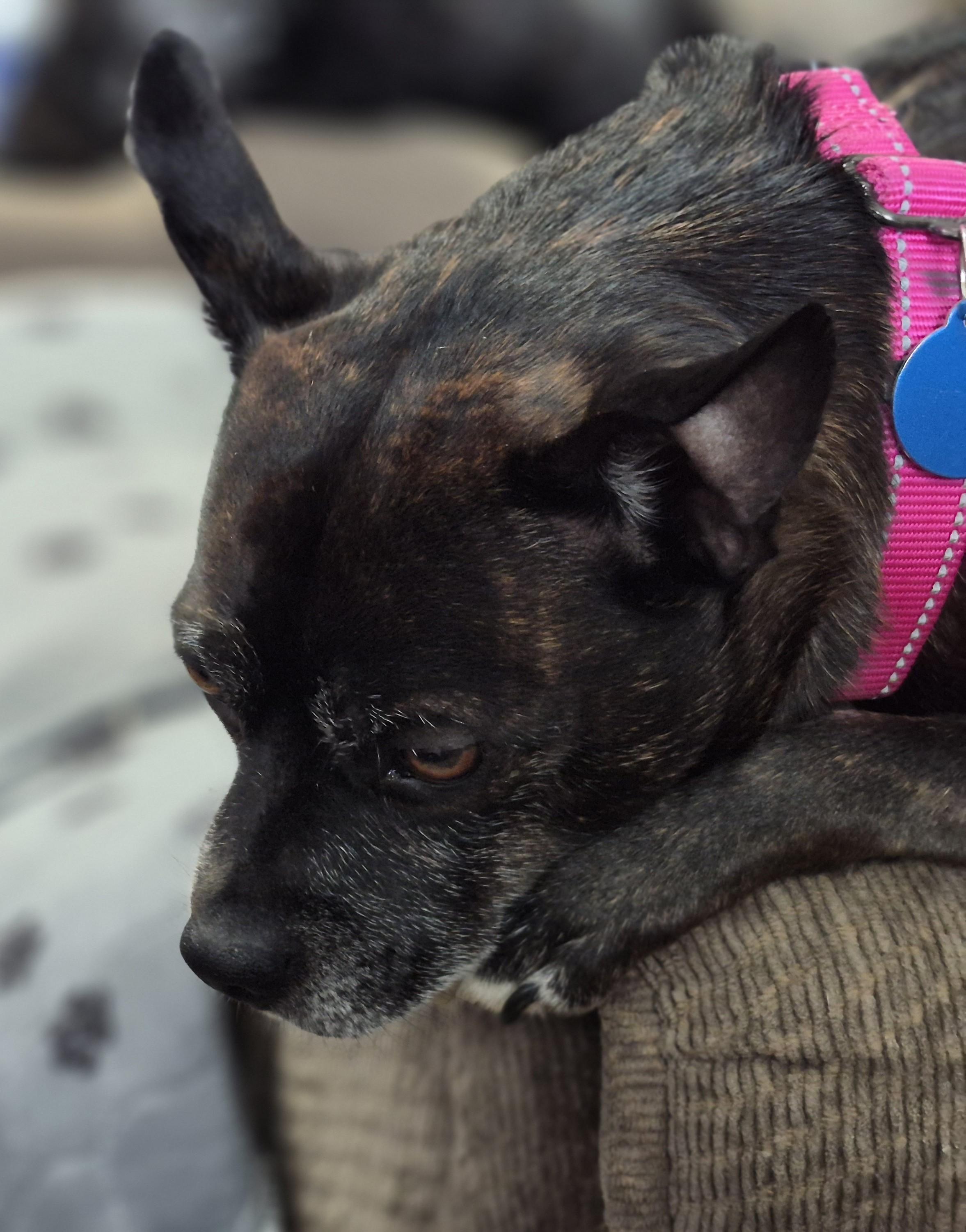 Enlarge Clyde, an adopted mixed breed in Sellersburg, IN image 5/5