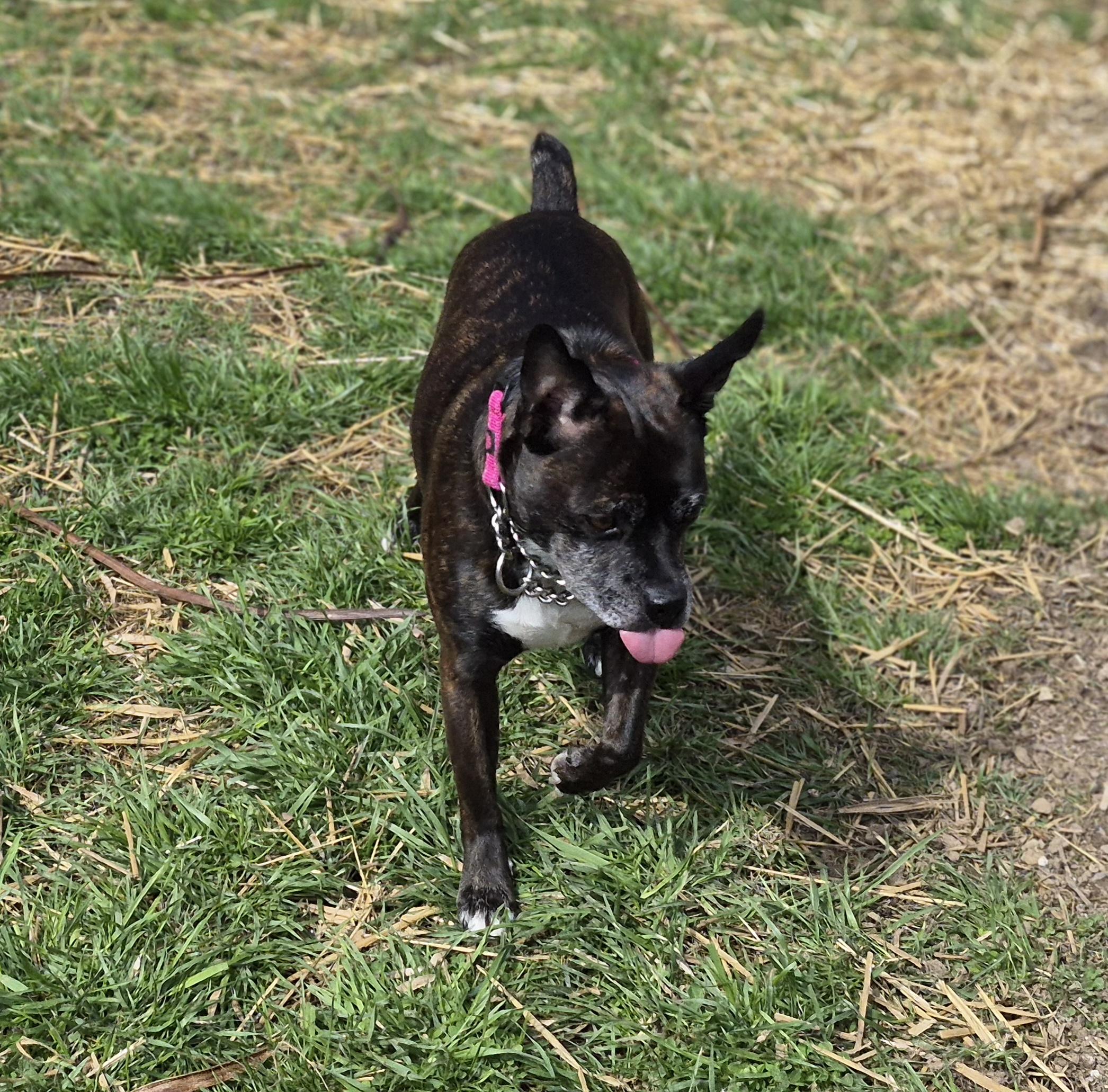Enlarge Clyde, an adopted mixed breed in Sellersburg, IN image 2/5