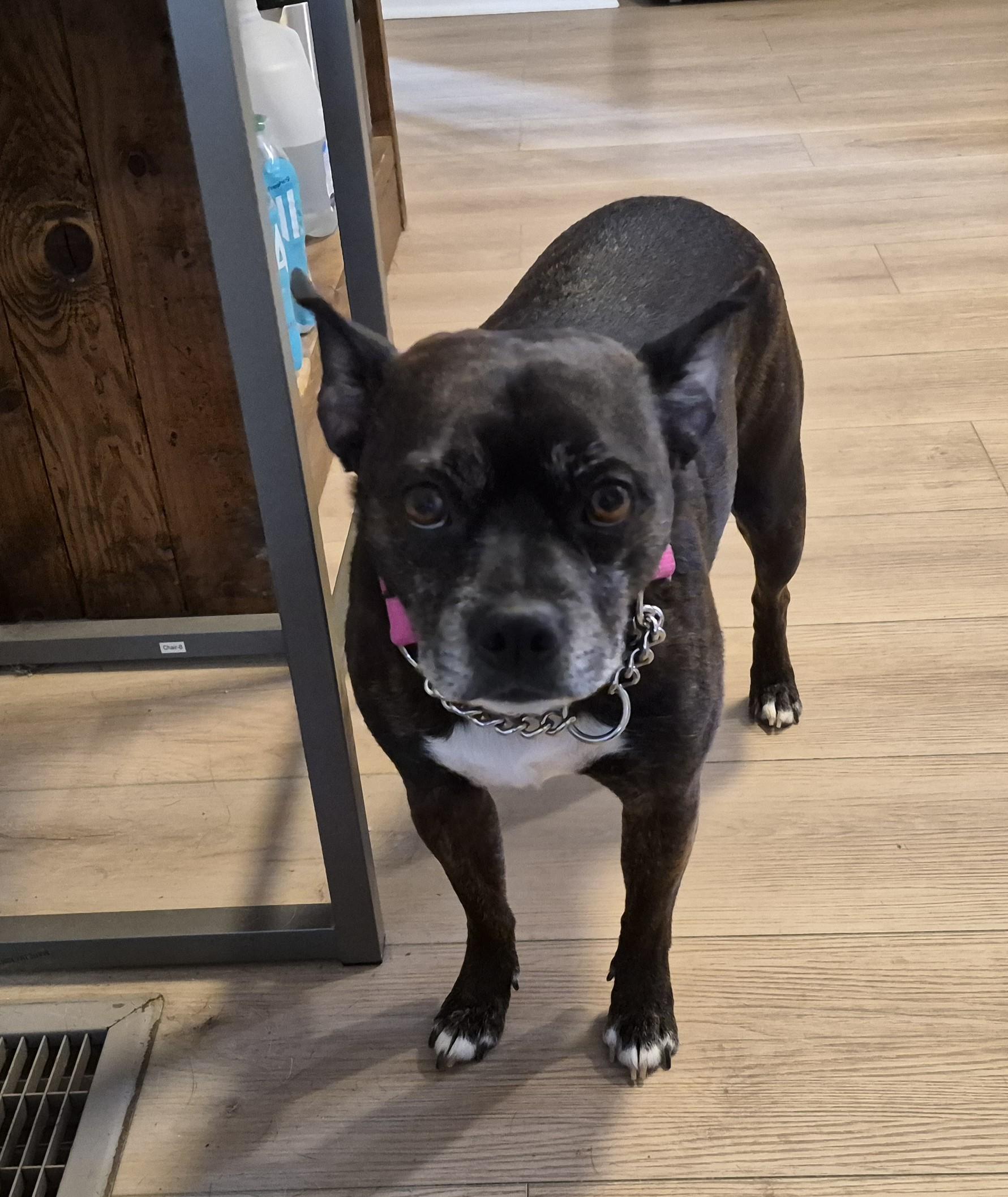 Enlarge Clyde, an adopted mixed breed in Sellersburg, IN image 3/5