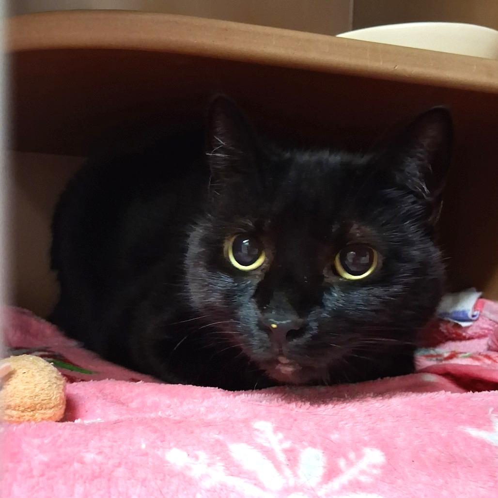 Enlarge Bebes, a Adoptable Domestic Short Hair in Middlebury, VT image 1/5