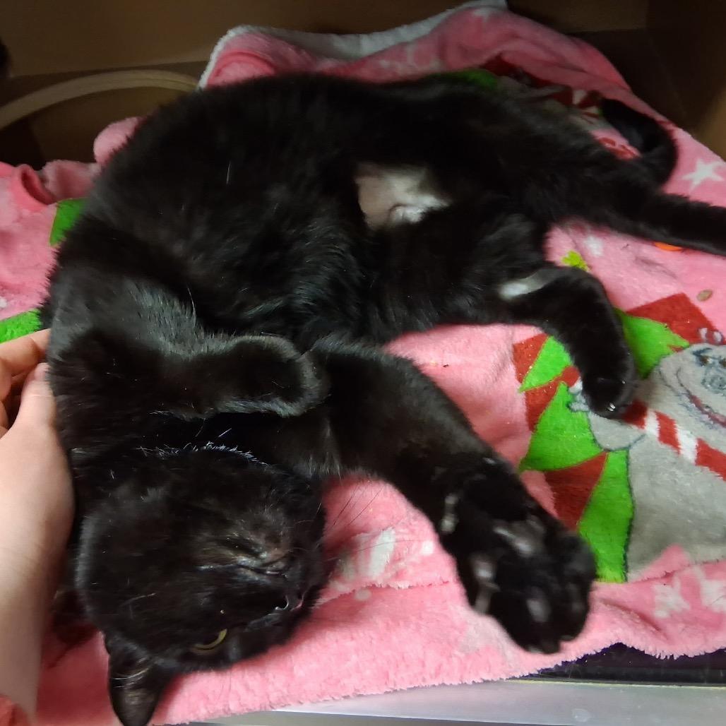 Enlarge Bebes, a Adoptable Domestic Short Hair in Middlebury, VT image 2/5