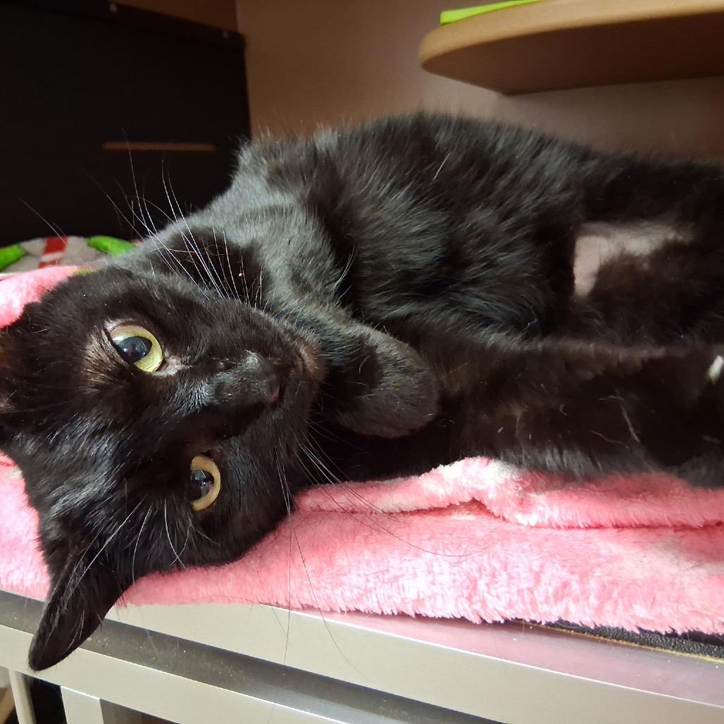 Enlarge Bebes, a Adoptable Domestic Short Hair in Middlebury, VT image 3/5